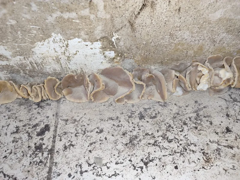Schimmelbefall an einer feuchten Wand in einem Gebäude bei Heilbronn